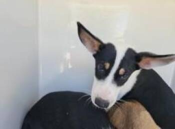 A660584 -  Husky and German Shepherd Dog Dog for Adoption in Houston, Texas - A660584 | PetCurious