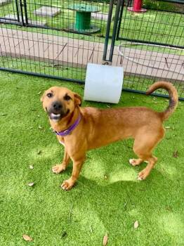 Lady (AVAILABLE 10/12) -  Mixed Breed Dog for Adoption in Leverett, Massachusetts - Lady (AVAILABLE 10/12) | PetCurious