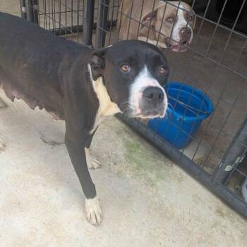 Marina -  Pit Bull Terrier Dog for Adoption in Parrish, Alabama - Marina | PetCurious