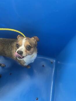 Mixed Breed Dogs Available for Adoption in Dallas, Texas - SKIPPER | PetCurious