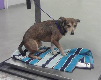 HANS -  Chihuahua and Mixed Breed Dog for Adoption in Houston, Texas - HANS | PetCurious