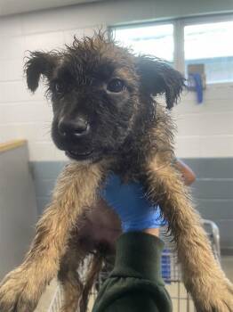 Belgian Shepherd Malinois Dogs Available for Adoption in Tallahassee, Florida - SAILOR JUPITER | PetCurious