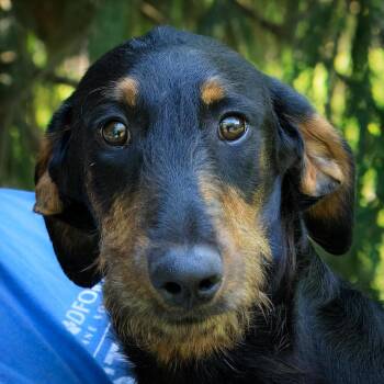 Rizzoli -  Doberman Pinscher and Standard Poodle Dog for Adoption in Versailles, Kentucky - Rizzoli | PetCurious