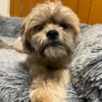KHOLE -  Shih Tzu Dog for Adoption in Graham, Washington - KHOLE | PetCurious