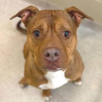 Fendi -  American Staffordshire Terrier and Mixed Breed Dog for Adoption - Fendi | PetCurious