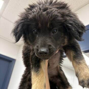 Shepherd and Collie Dogs Available for Adoption in Beaumont, Texas - Bourbon | PetCurious