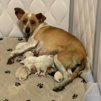 Magnolia 22162 -  Jack Russell Terrier and Mixed Breed Dog for Adoption in Cumming, Georgia - Magnolia 22162 | PetCurious