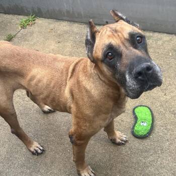 Zelina -  Mastiff Dog for Adoption in Northbrook, Illinois - Zelina | PetCurious