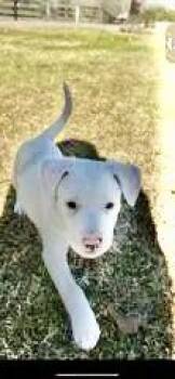 American Staffordshire Terrier and Mixed Breed Dogs Available for Adoption - Tennessee | PetCurious