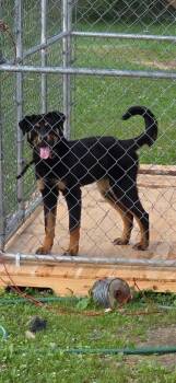 Greta -  Rottweiler and Shepherd Dog for Adoption in Georgetown, Ohio - Greta | PetCurious
