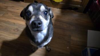 Barkley -  Chihuahua Dog for Adoption in Winlock, Washington - Barkley | PetCurious