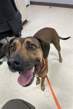 Labrador Retriever and Mixed Breed Dogs Available for Adoption - SWEET PEA | PetCurious