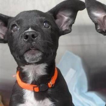 Cheerios -  Mixed Breed Dog for Adoption in Bentonville, Arkansas - Cheerios | PetCurious