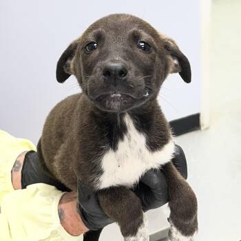 Shepherd Dogs Available for Adoption in Maynardville, Tennessee - Jane | PetCurious