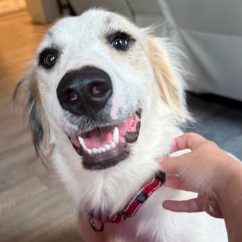 Lettie -  Great Pyrenees and Retriever Dog for Adoption in Daphne, Alabama - Lettie | PetCurious