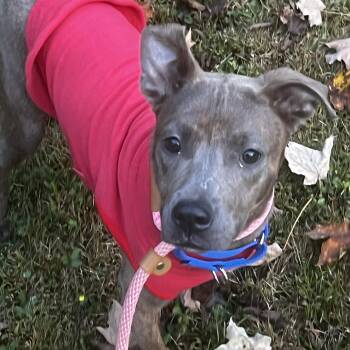 Bruce -  Pit Bull Terrier Dog for Adoption - Bruce | PetCurious