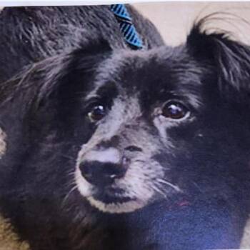 Chihuahua and Mixed Breed Dogs Available for Adoption in Casa Grande, Arizona - Mozart | PetCurious