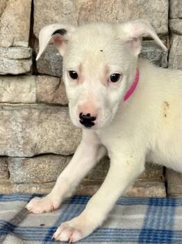 Rescue Pit Bull Terrier and Bull Terrier Dogs for Adoption in Yakima, Washington - Foxxy | PetCurious