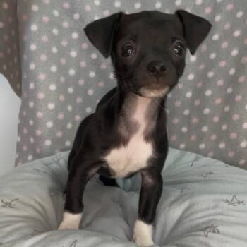 Chihuahua and Terrier Dogs Available for Adoption in Chino Hills, California - Tippy - Costa Mesa Location | PetCurious
