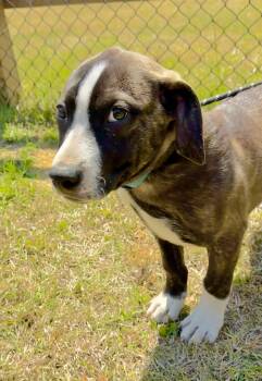 Mixed Breed Dogs Available for Adoption in Tarrytown, Georgia - Ozzy (Oz). | PetCurious