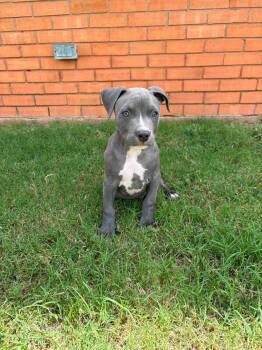 Kane -  Pit Bull Terrier Dog for Adoption in Wichita Falls, Texas - Kane | PetCurious