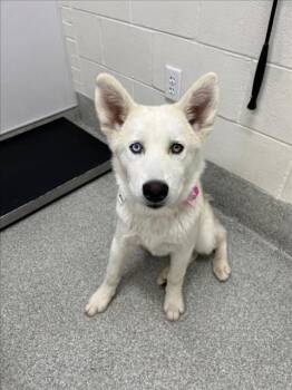 Siberian Husky Dogs Available for Adoption - NOVA | PetCurious