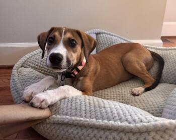 Boomer -  Shepherd Dog for Adoption in Seattle, Washington - Boomer | PetCurious
