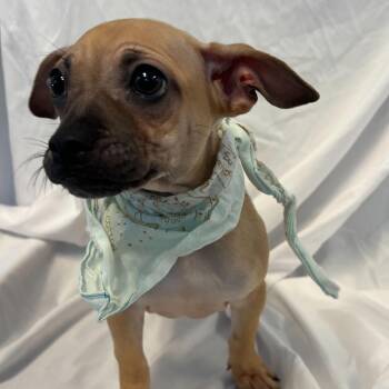 Mixed Breed Dogs Available for Adoption - Patrick | PetCurious