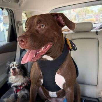 Mary -  Hound Dog for Adoption in New York, New York - Mary | PetCurious