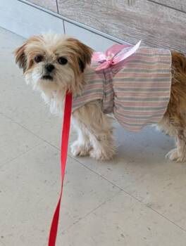 Petal -  Shih Tzu Dog for Adoption in Hopkinton, Massachusetts - Petal | PetCurious