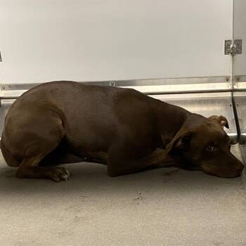 A614036 -  Pit Bull Terrier and Mixed Breed Dog for Adoption in Modesto, California - A614036 | PetCurious