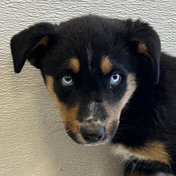 Tulip -  Mixed Breed Dog for Adoption in Las Cruces, New Mexico - Tulip | PetCurious