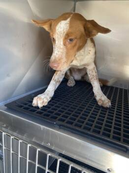 GARY -  Mixed Breed Dog for Adoption in Dallas, Texas - GARY | PetCurious
