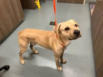 Labrador Retriever and Mixed Breed Dogs Available for Adoption in Baytown, Texas - JAFAR | PetCurious
