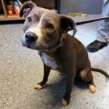 Sandy -  Pit Bull Terrier and Mixed Breed Dog for Adoption in Tuscaloosa, Alabama - Sandy | PetCurious