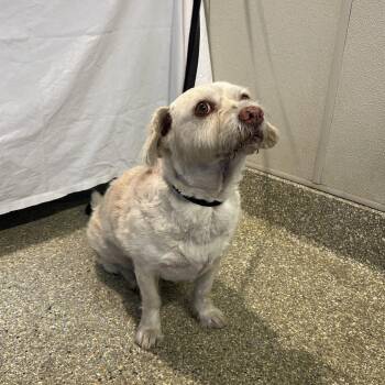 Yuki -  Terrier Dog for Adoption in San Gabriel, California - Yuki | PetCurious