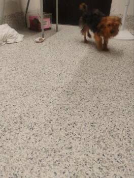 Godzilla - ADOPTED -  Yorkshire Terrier and Mixed Breed Dog for Adoption in Atlanta, Georgia - Godzilla - ADOPTED | PetCurious