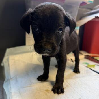 Labrador Retriever and Mixed Breed Dogs Available for Adoption in Tuscaloosa, Alabama - TUSC-Stray-84574_2_3_4_5_6 | PetCurious