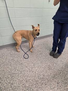 Terrier Dogs Available for Adoption in Athens, Tennessee - Guy | PetCurious
