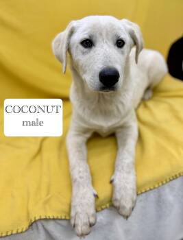Great Pyrenees and Australian Cattle Dog Blue Heeler Dogs Available for Adoption in Sonora, California - Coconut | PetCurious
