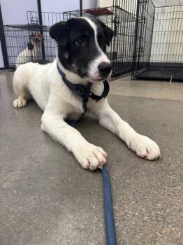 Foomin -  Australian Cattle Dog Blue Heeler and Labrador Retriever Dog for Adoption in Fort Lupton, Colorado - Foomin | PetCurious