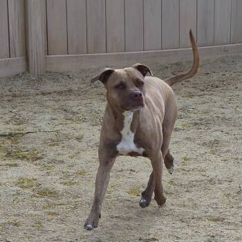 Jack Russell Terrier and Pit Bull Terrier Dogs Available for Adoption in Reno, Nevada - Flight | PetCurious