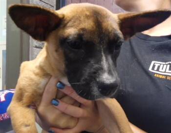 MILLIE -  German Shepherd Dog and Mixed Breed Dog for Adoption in Tulsa, Oklahoma - MILLIE | PetCurious
