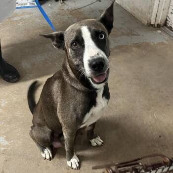 Cardamom -  Shepherd Dog for Adoption in Edinburg, Texas - Cardamom | PetCurious