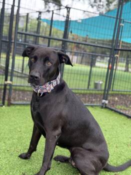 Scout -  Labrador Retriever Dog for Adoption in Lakeland, Florida - Scout | PetCurious
