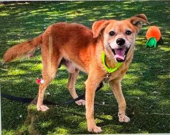 Little Brother -  Chihuahua Dog for Adoption in Melbourne Beach, Florida - Little Brother | PetCurious