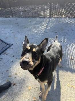 Rescue Mixed Breed Dogs for Adoption in Philadelphia, Pennsylvania - Mr. T | PetCurious