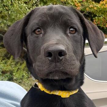 CT Bella Donna -  Black Labrador Retriever and Mixed Breed Dog for Adoption in Stormville, New York - CT Bella Donna | PetCurious