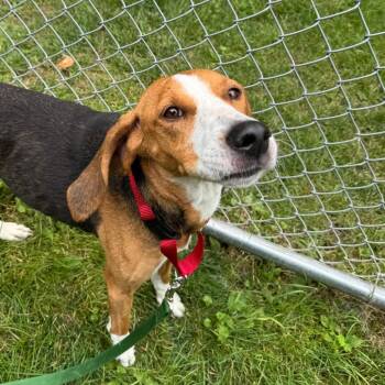 Rio -  Treeing Walker Coonhound Dog for Adoption in Middlebury, Vermont - Rio | PetCurious