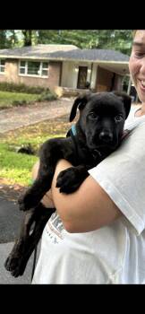 Lola -  Boxer Dog for Adoption in Marietta, Georgia - Lola | PetCurious